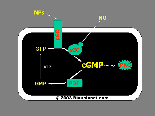 Non Cyclic Gmp Pathway
