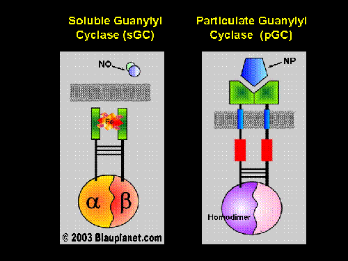 Soluble and Particulate Guanylyl Cyclase